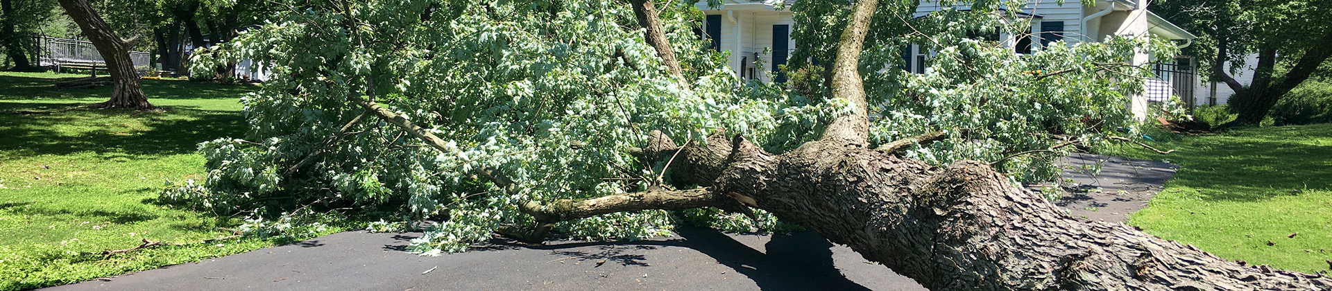 Fallen tree trunk blocking a paved residential road