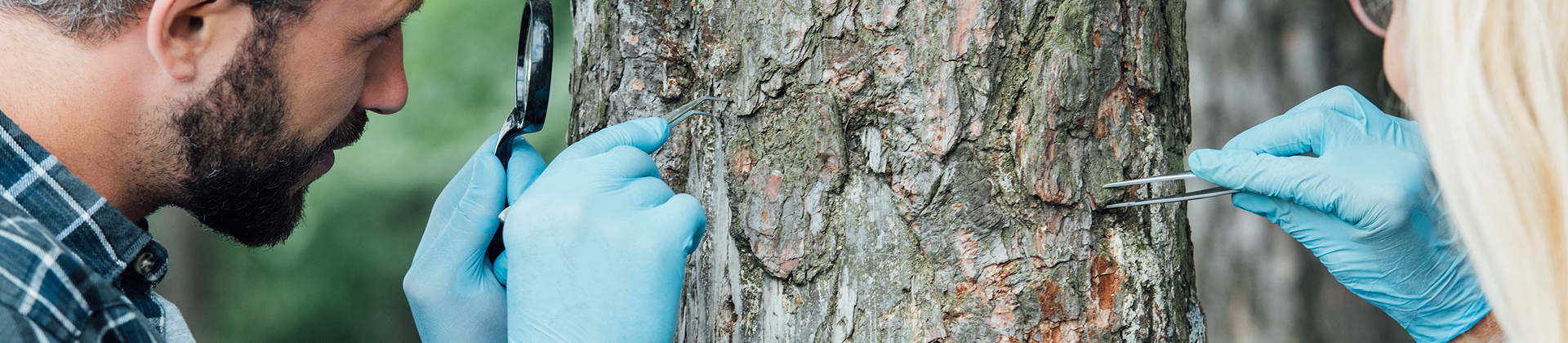 Gloved hands inspecting leaves for signs of pests or disease
