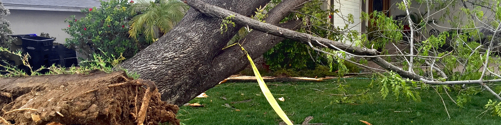 Uprooted tree fallen across a residential yard toward a house