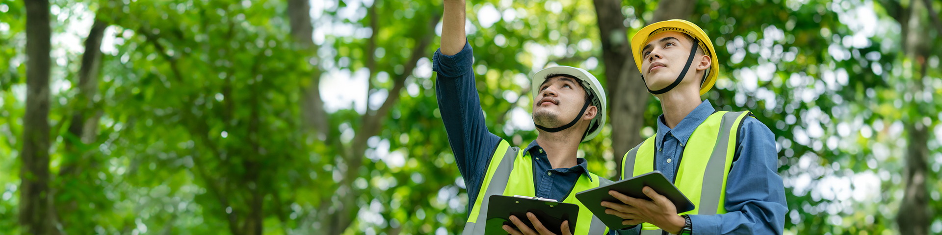 Two tree care workers reviewing a tree canopy while recording notes on tablets
