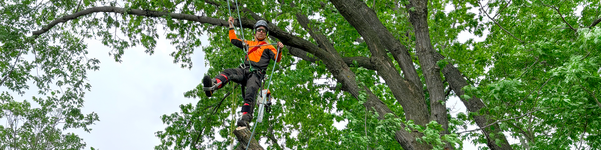 Arborist secured by ropes while pruning a mature tree in Ottawa