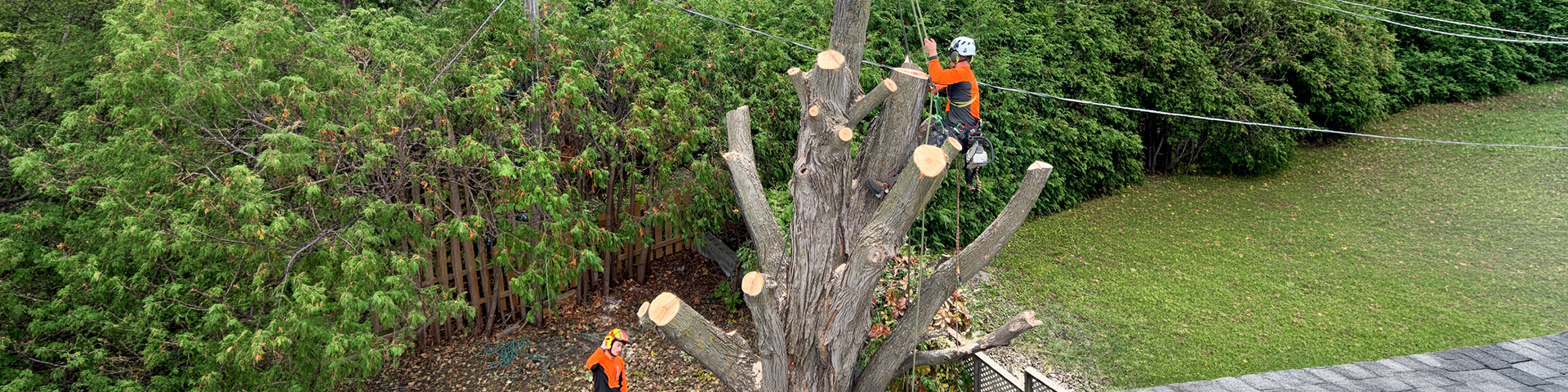 Two arborists dismantling a large tree beside a residential roof