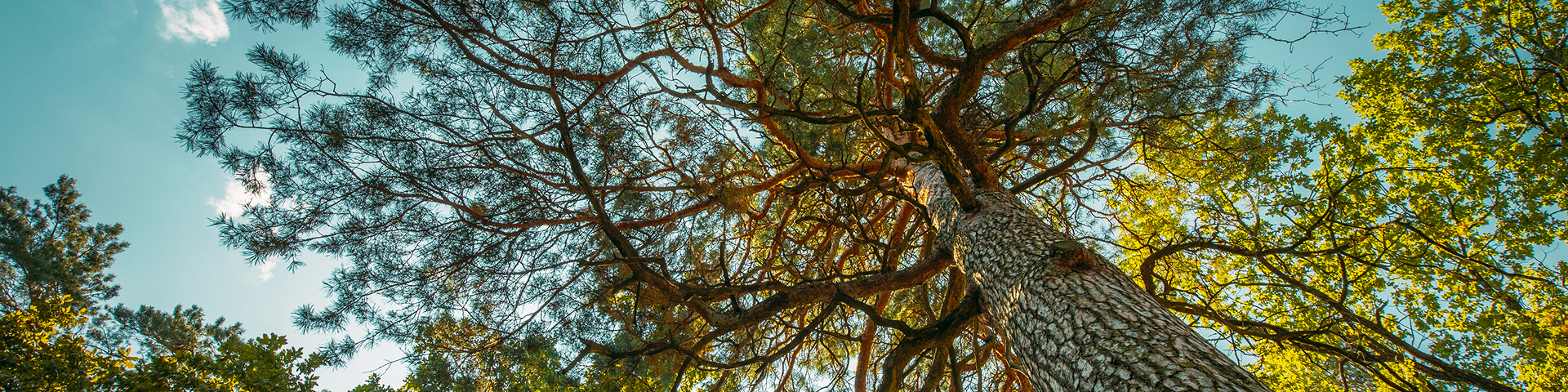 Mature tree canopy viewed from below during a tree health assessment