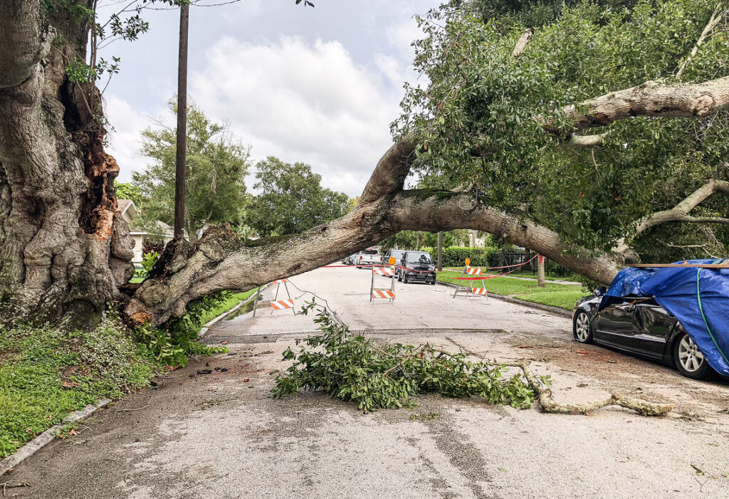 Large broken tree limb blocking a residential street beside parked vehicles