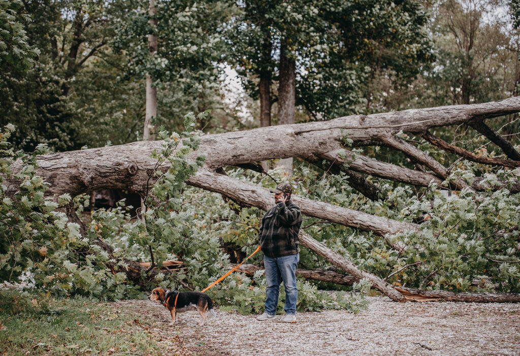 Person standing among several large fallen trees and broken branches