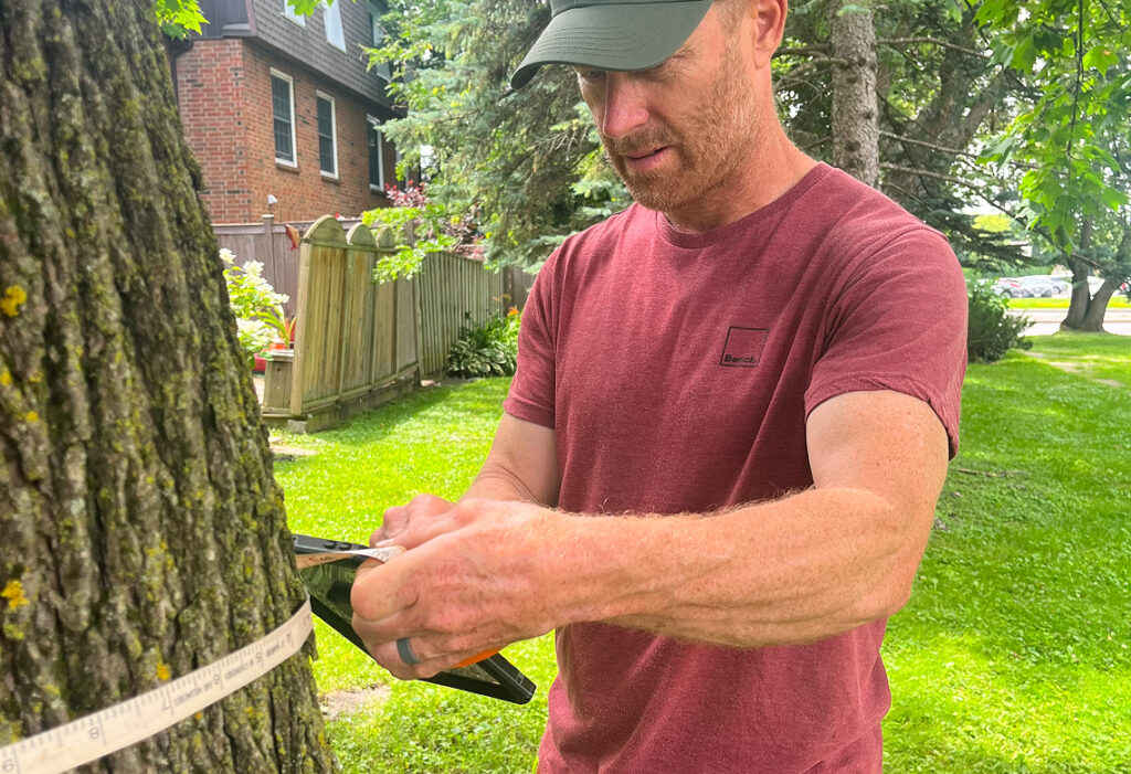 Worker measuring the circumference of a mature tree trunk with a tape