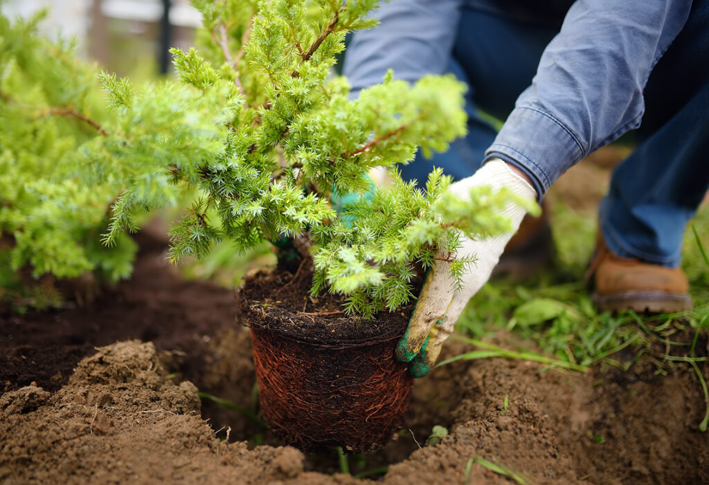 Woman examining plants and shrubs in a landscaped garden