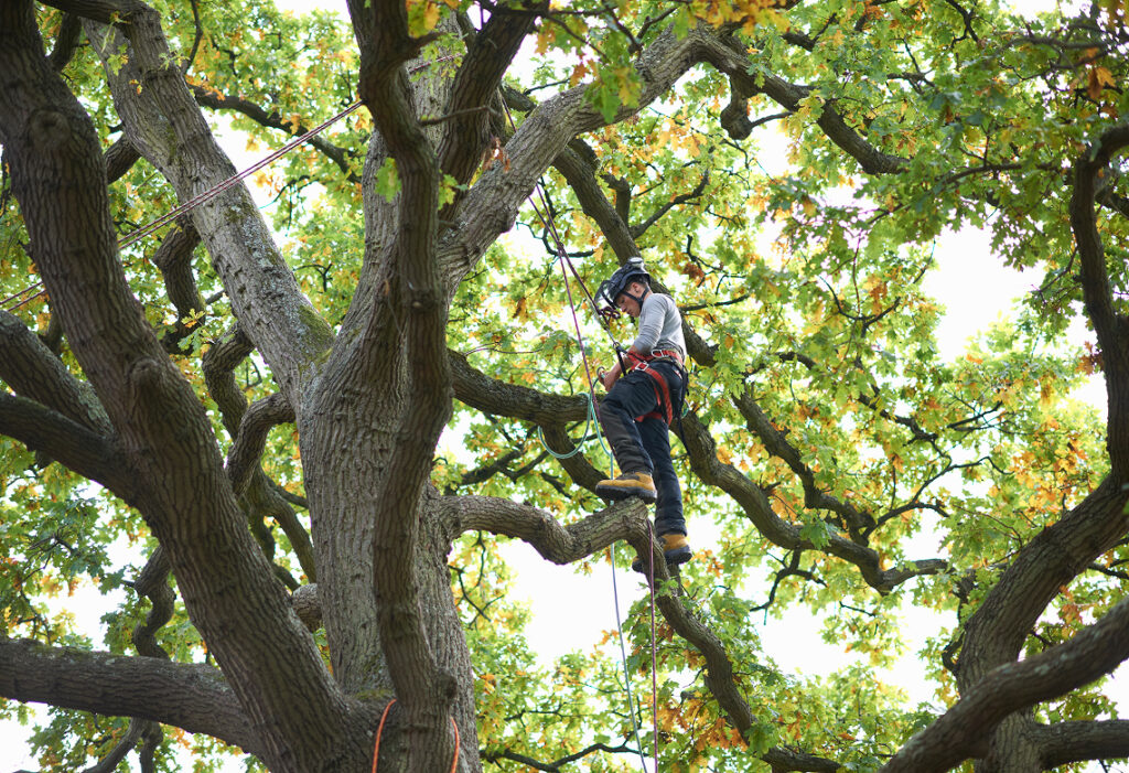 Arborist working high in a broad tree canopy during pruning