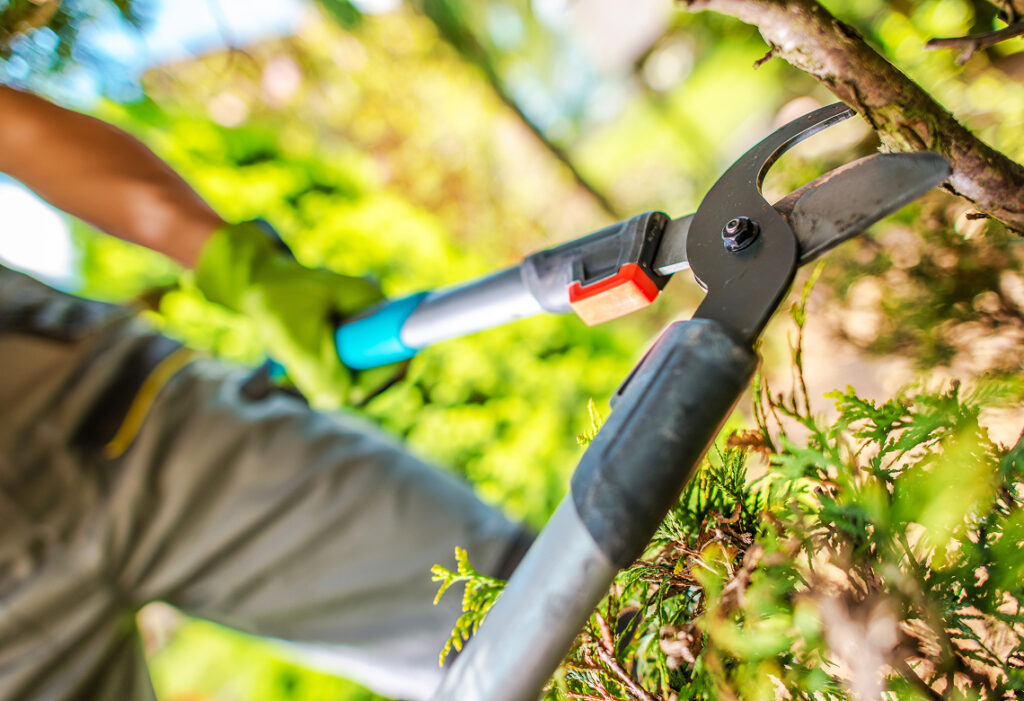 Long-handled pruning shears cutting a small tree branch