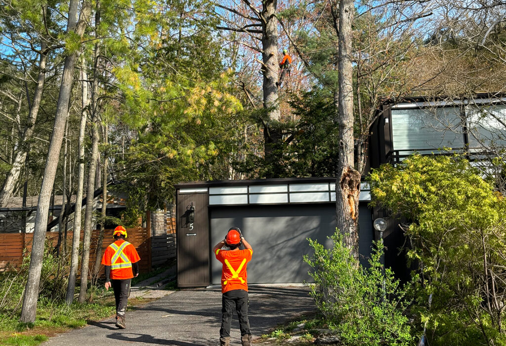 Tree removal crew preparing equipment beside a mature tree and work truck
