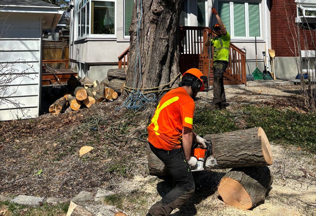 Tree removal crew preparing equipment beside a mature tree and work truck