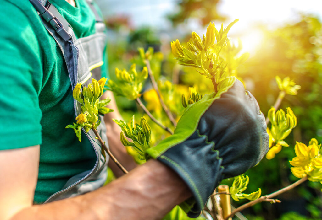 Tree care specialist examining new growth on a leafy branch