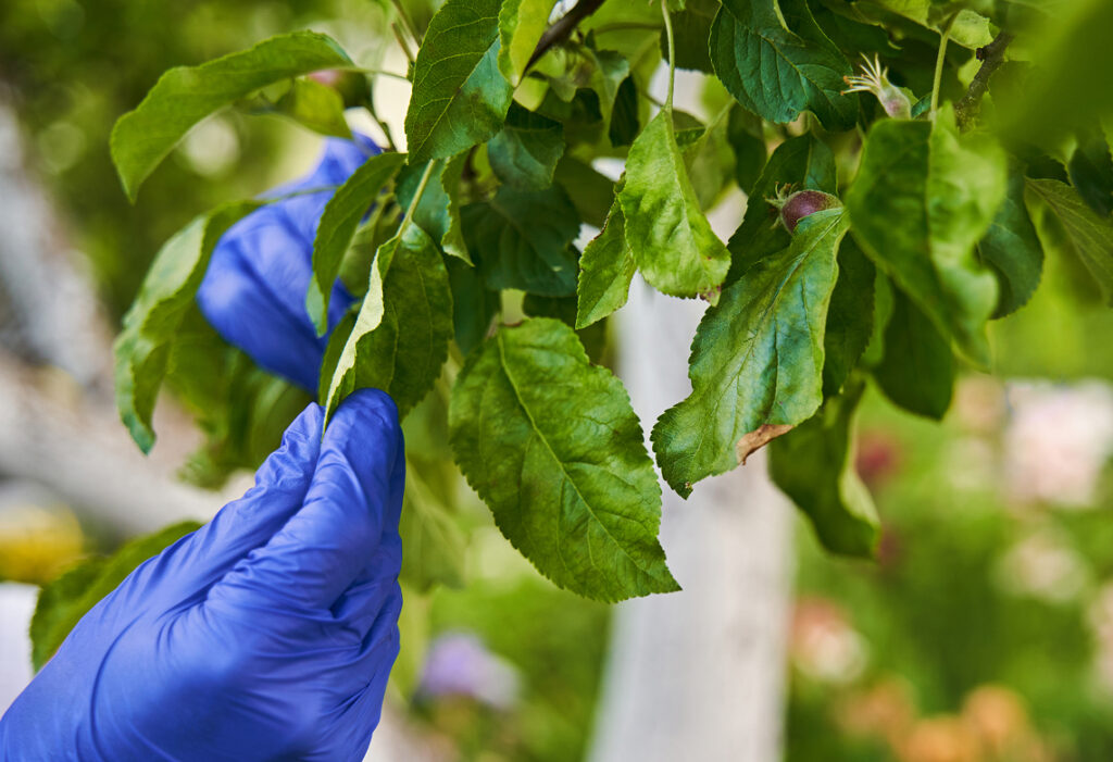 Tree care specialist examining new growth on a leafy branch