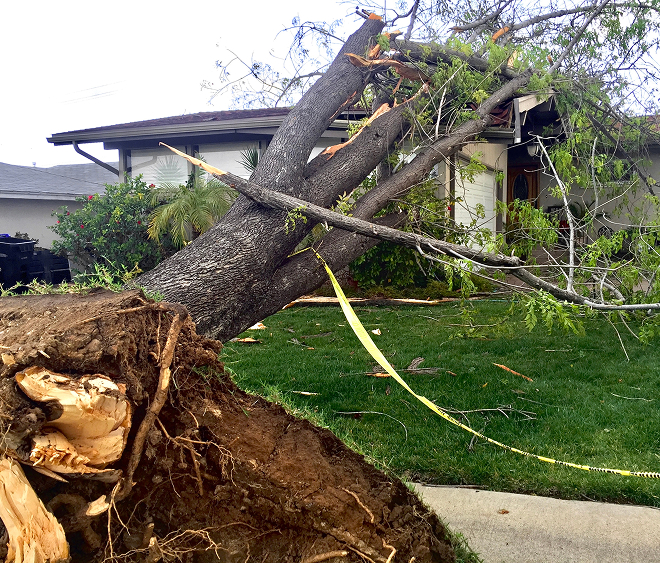 Uprooted mature tree lying across a residential property