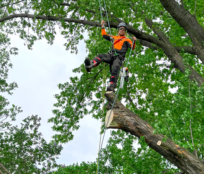 Tree pruning professional suspended by ropes among large branches