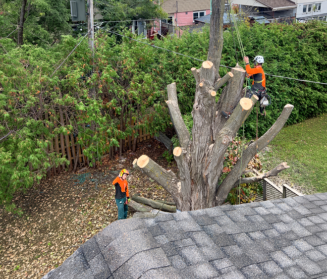Two tree workers performing a controlled residential tree removal