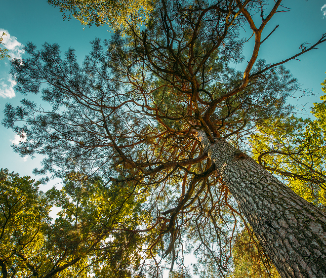 Healthy mature tree with a broad canopy viewed from ground level