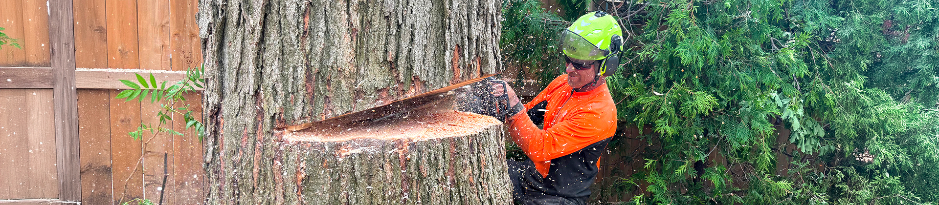 Arborist using a chainsaw to cut a large tree trunk during a removal project