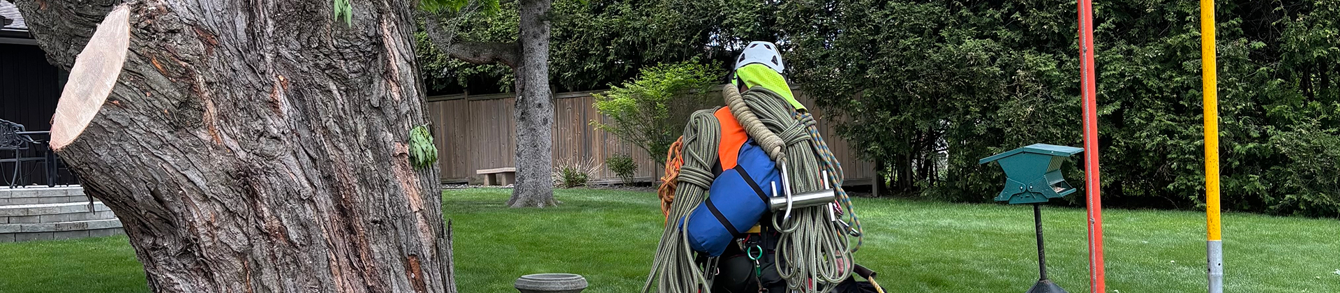 Tree worker carrying climbing ropes and equipment across a grassy yard