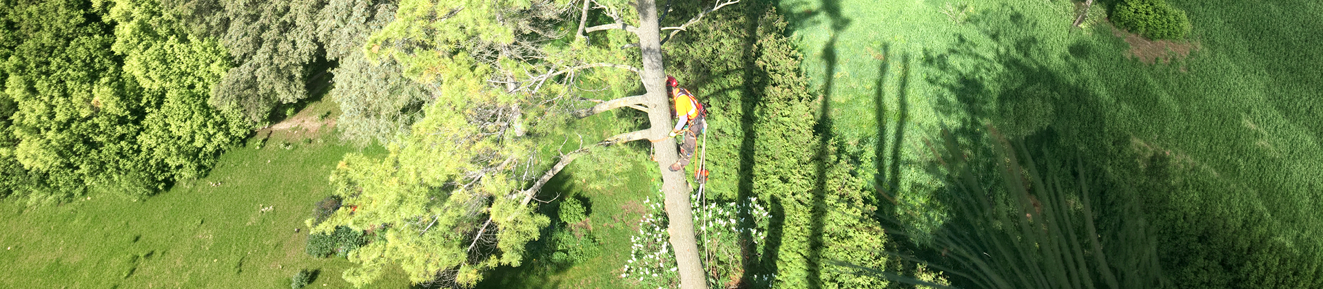 Tree care worker approaching a large tree with climbing and cutting equipment