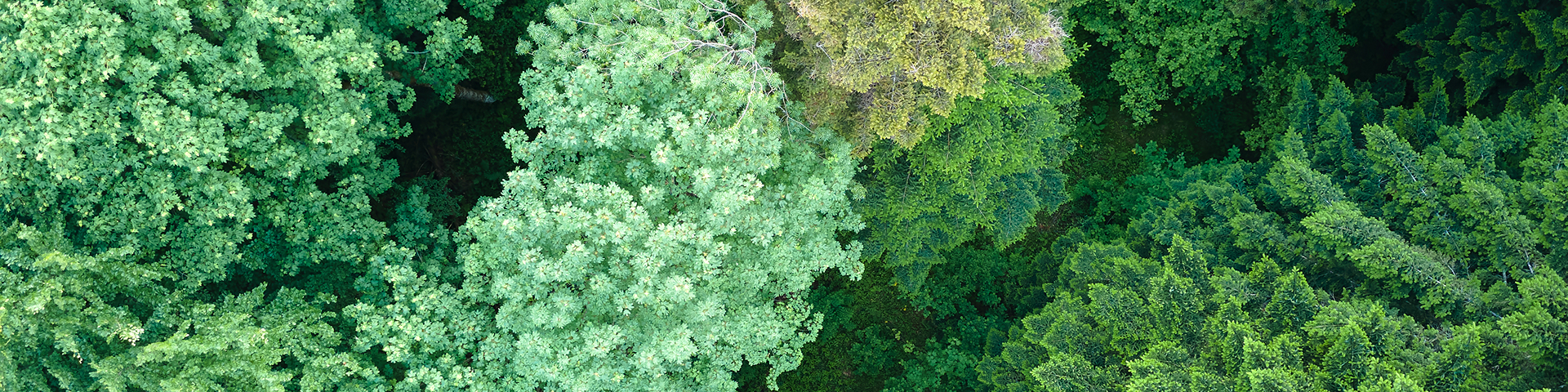 Aerial view of dense green tree canopies with one lighter tree at the centre