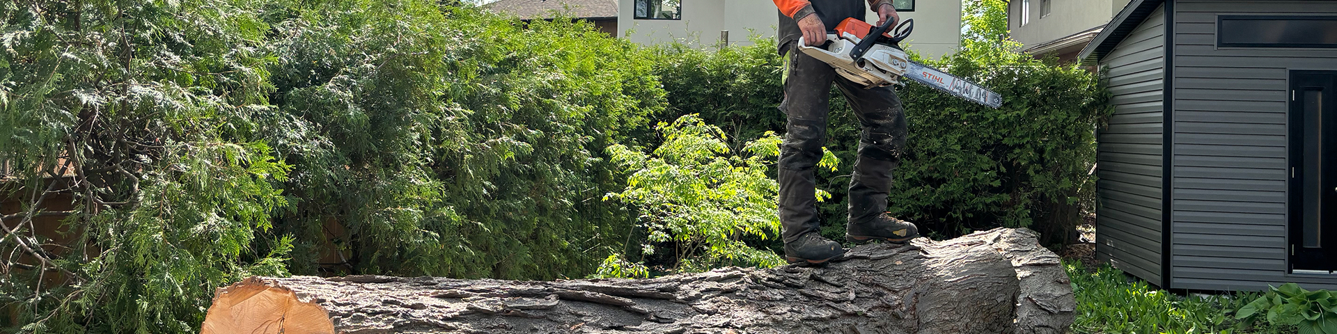 Tree worker standing beside a freshly cut trunk with a chainsaw