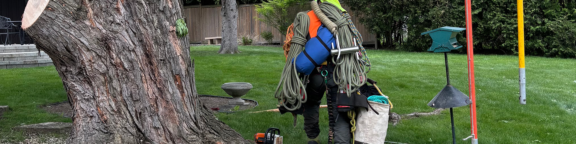 Tree worker carrying climbing ropes and arborist gear across a residential lawn
