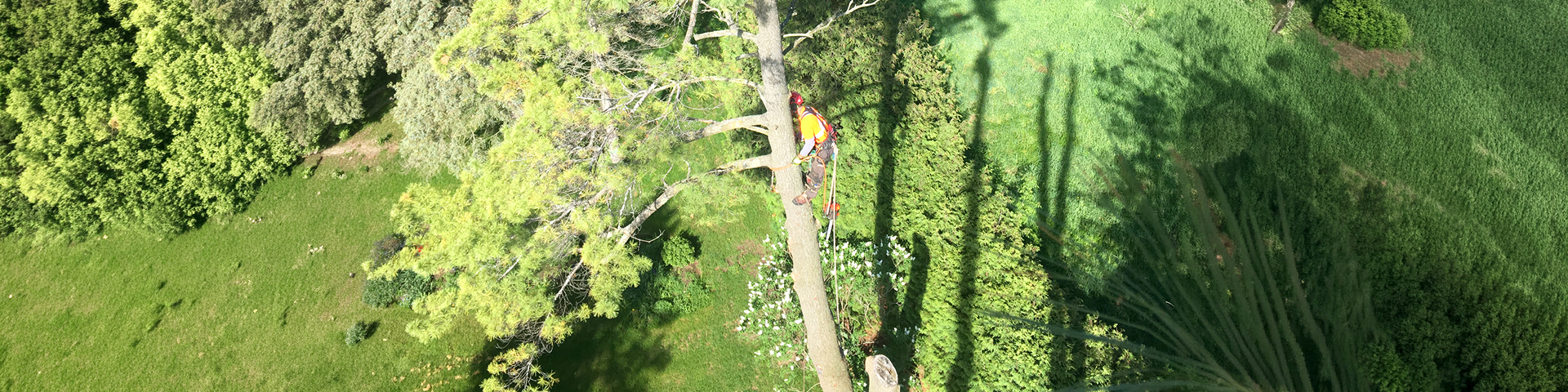 Arborist performing aerial tree work above a landscaped property