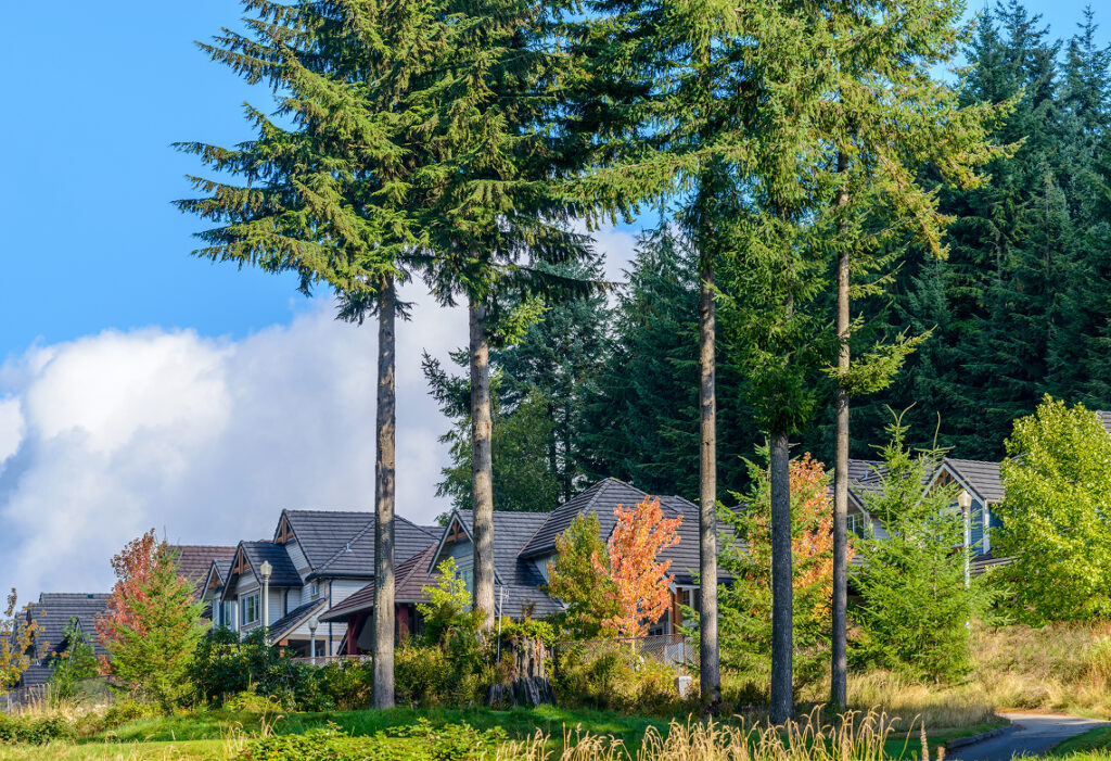 Tall evergreen trees surrounding homes in a residential Ottawa neighbourhood