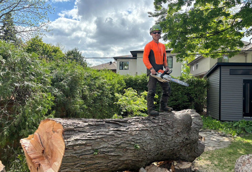 Tree worker holding a chainsaw beside a large felled tree trunk in an Ottawa backyard