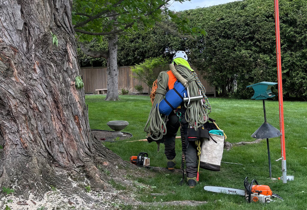 Tree worker carrying climbing gear beside a large tree with arborist tools arranged on the lawn