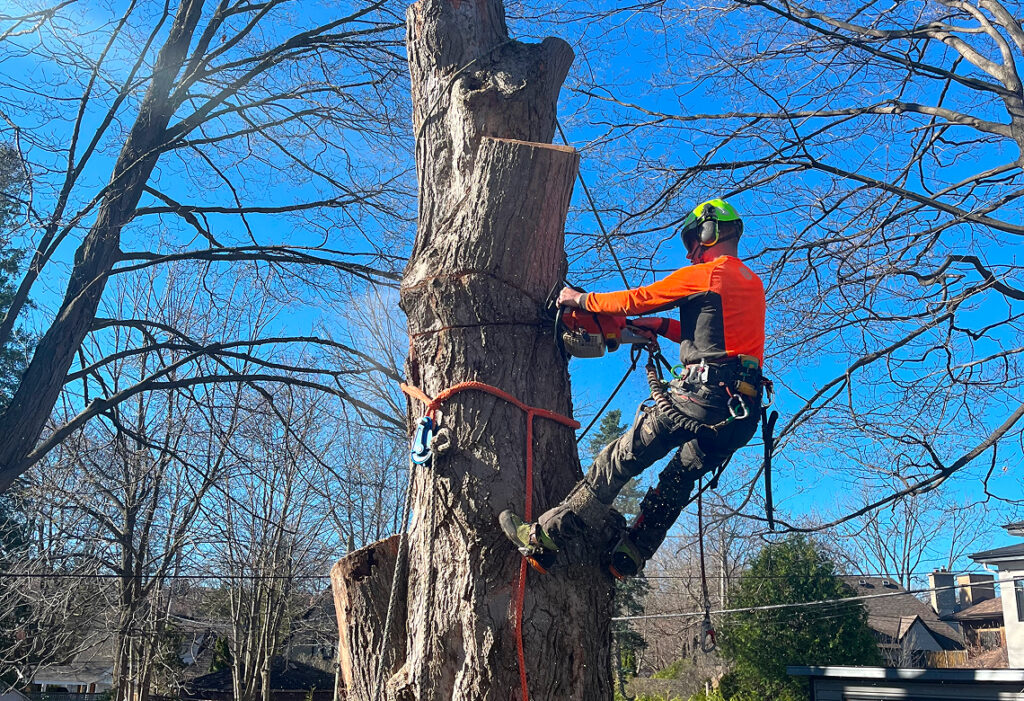 Arborist secured by ropes while climbing a large leafless tree