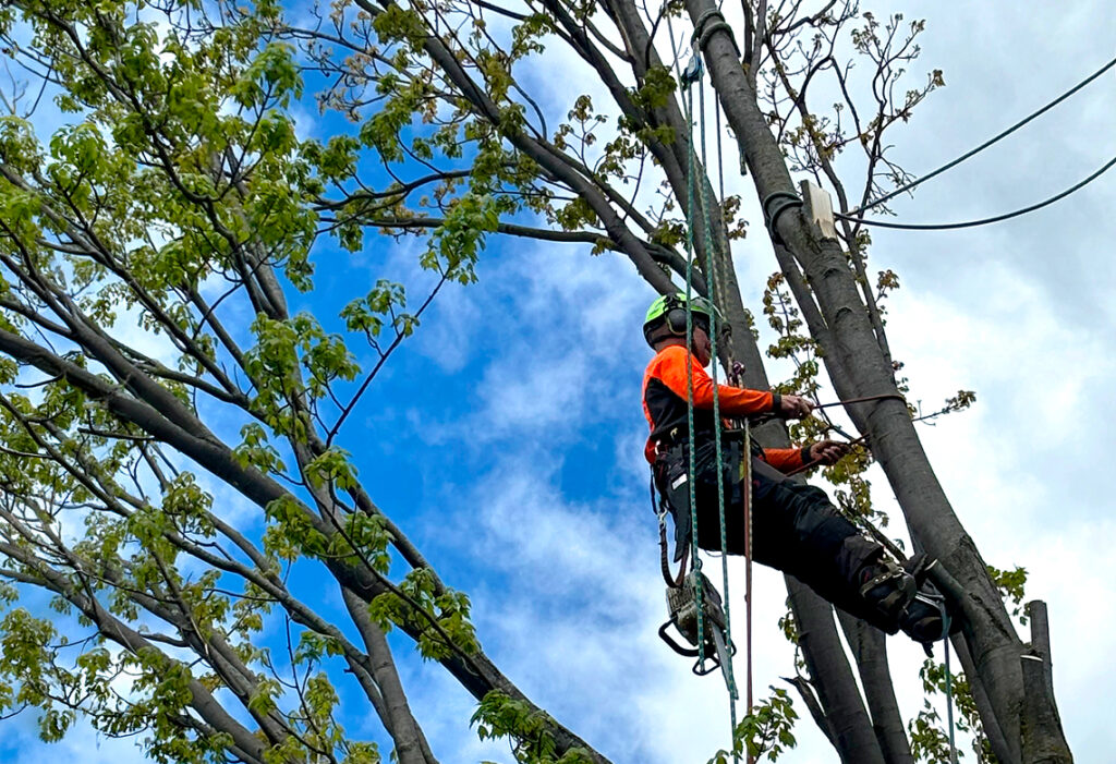 Arborist secured by ropes while pruning branches from a mature tree