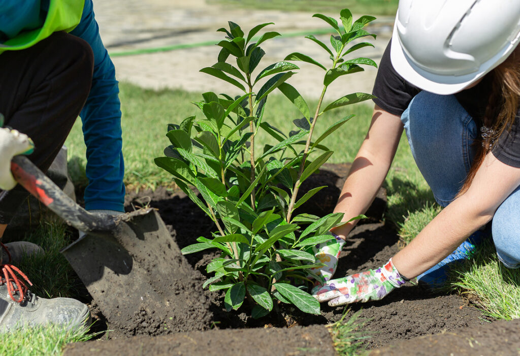 Two tree care workers planting a young tree in a residential yard